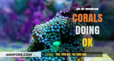 Mushroom Corals: Signs of Good Health