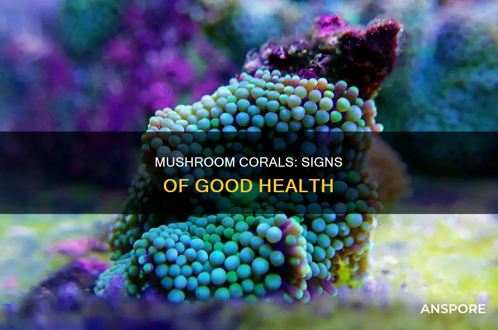 are my mushroom corals doing ok