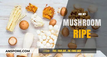 How to Tell When Your Mushrooms are Ripe