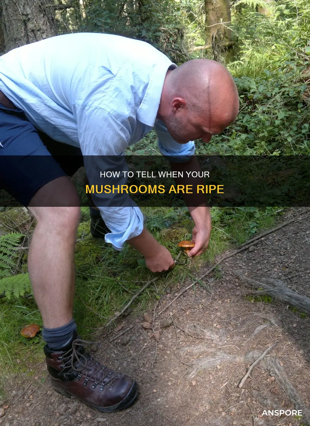 are my mushroom ripe