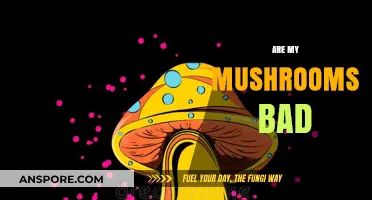 How to Tell If Your Mushrooms Are Spoiled: A Quick Guide