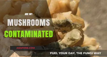 Mushroom Contamination: How to Identify and Prevent It