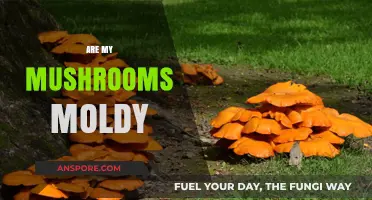 Mushroom Mold: When to Toss Them Out