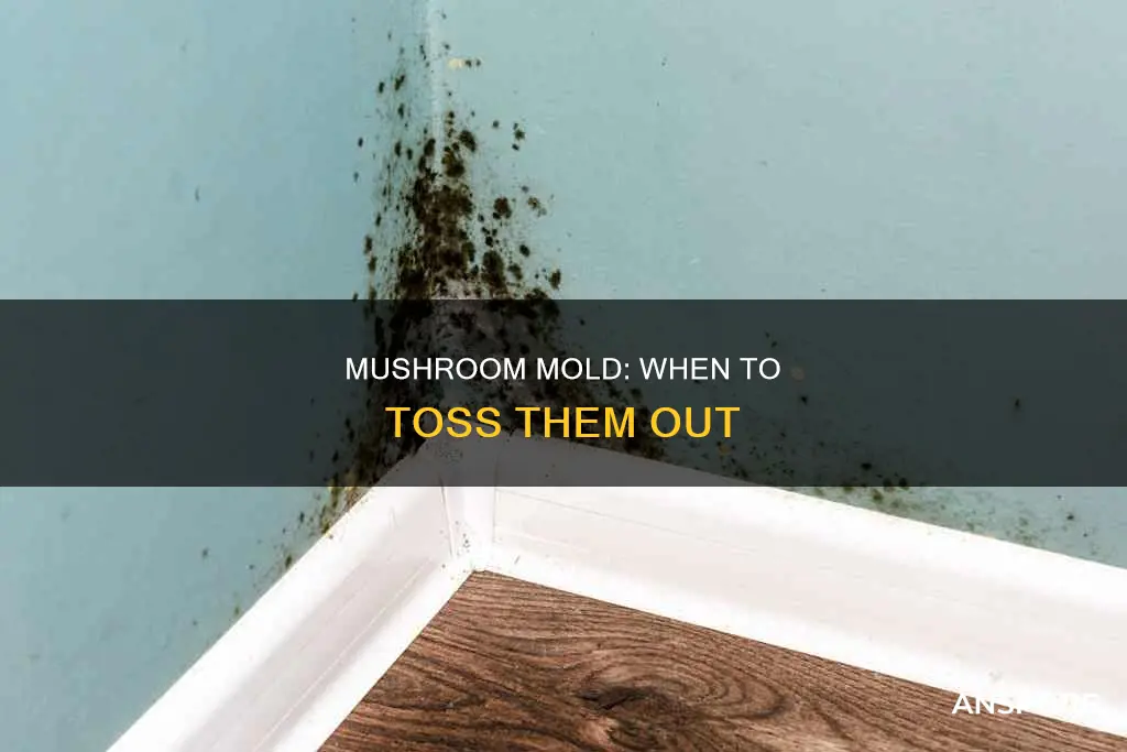 are my mushrooms moldy