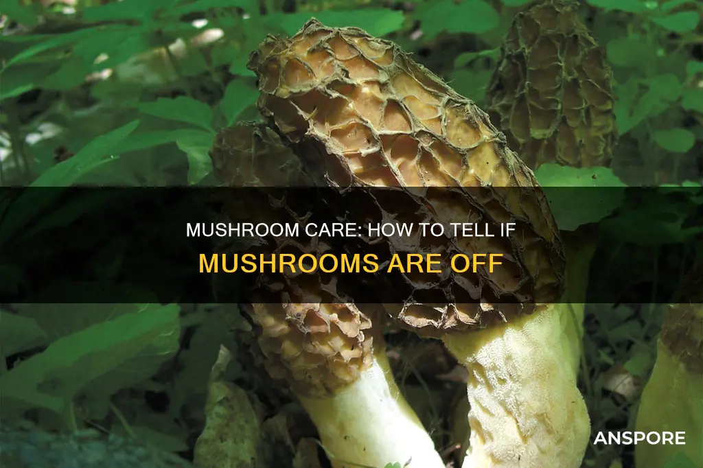 are my mushrooms off