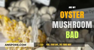 Are My Oyster Mushrooms Bad? Spotting Spoilage and Staying Safe