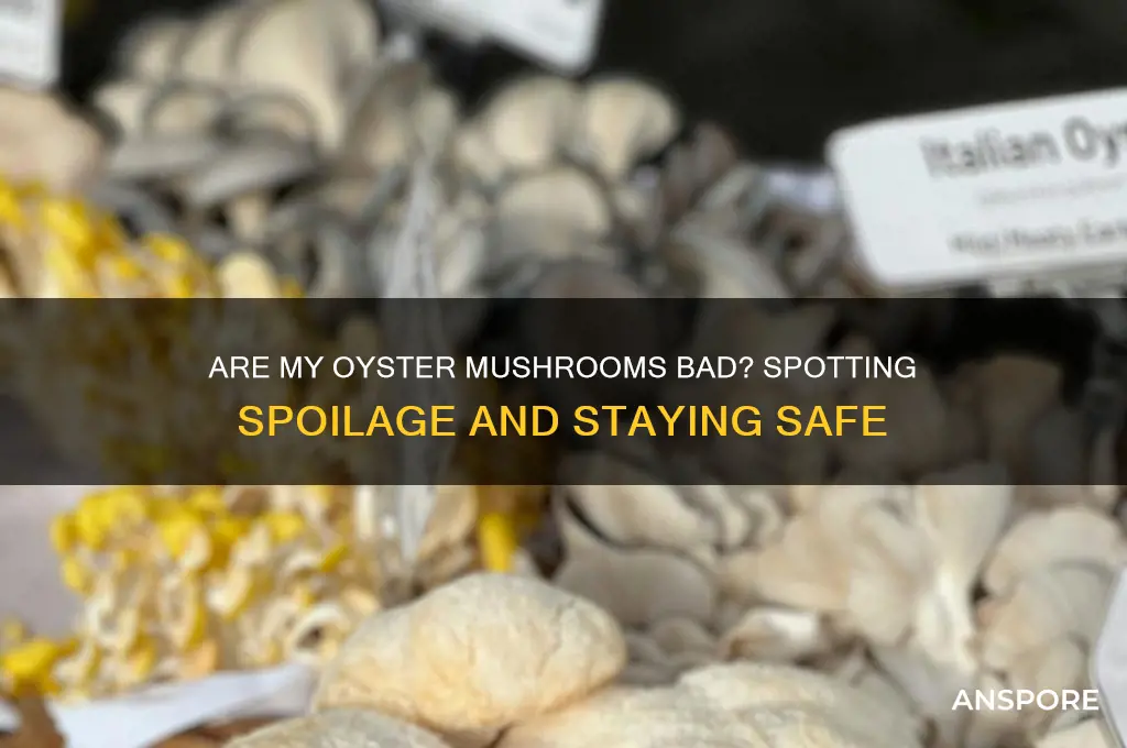 are my oyster mushrooms bad