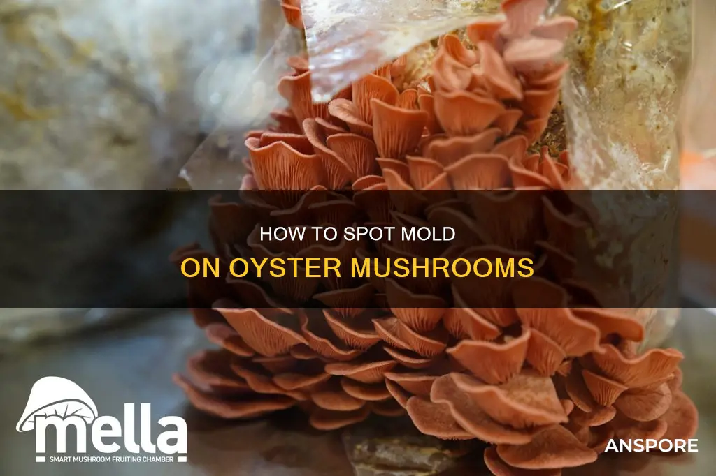 are my oyster mushrooms moldy