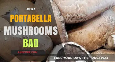How to Tell If Your Portabella Mushrooms Have Gone Bad