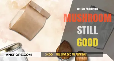 Are Your Psilocybin Mushrooms Still Potent? A Storage Guide