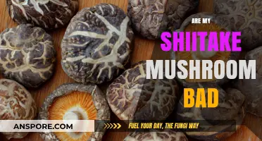 How to Tell If Your Shiitake Mushrooms Have Gone Bad