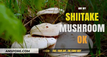 Shiitake Mushrooms: Are They Still Good?