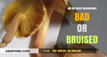 Identifying Bad or Bruised White Mushrooms: A Quick Guide