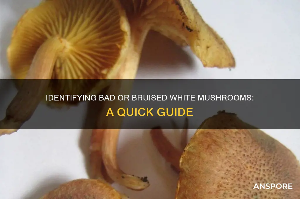 are my white mushrooms bad or bruised