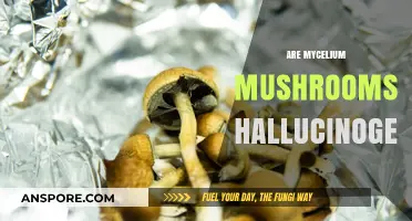 Mycelium Mushrooms: Hallucinogenic or Harmless?