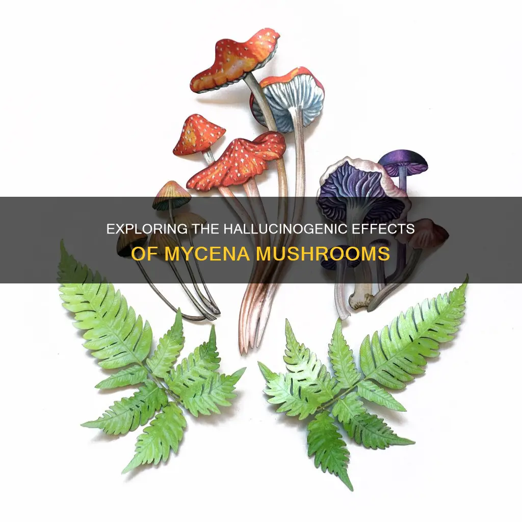 are mycena mushrooms hallucinogenic