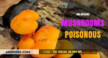 Are Mycena Mushrooms Poisonous? Unveiling the Truth About These Glowing Fungi