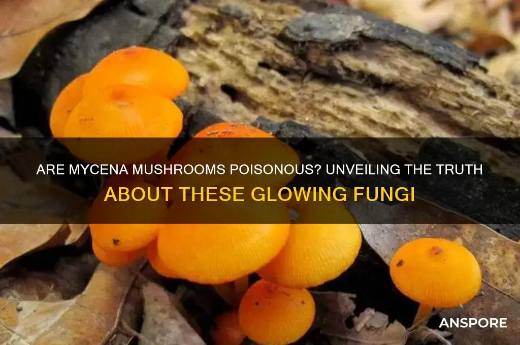are mycena mushrooms poisonous