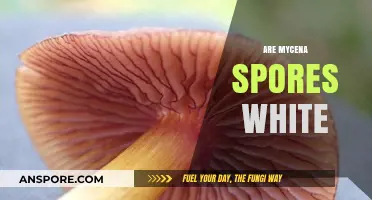 Are Mycena Spores White? Unveiling the Truth About Their Color