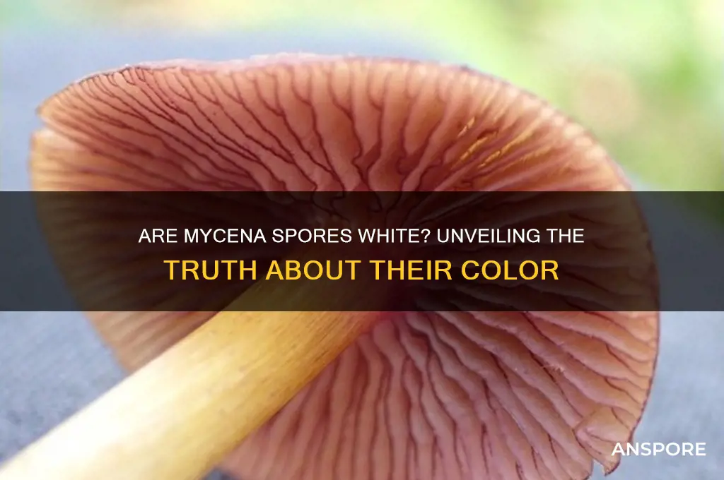 are mycena spores white