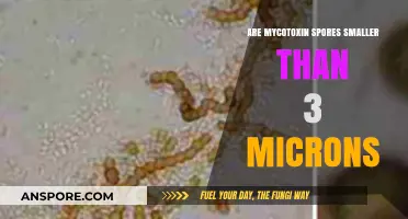 Mycotoxin Spores: Are They Smaller Than 3 Microns?
