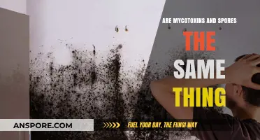Mycotoxins vs. Spores: Understanding the Key Differences and Risks