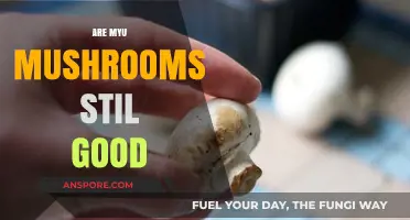 Are Your Mushrooms Still Good? A Guide to Freshness and Safety