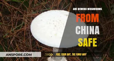 Are Chinese Nemeko Mushrooms Safe to Eat?