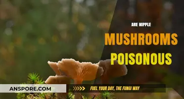 Are Nipple Mushrooms Poisonous? A Comprehensive Guide to Safety