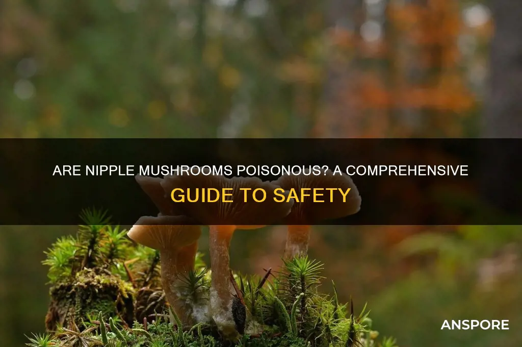 are nipple mushrooms poisonous