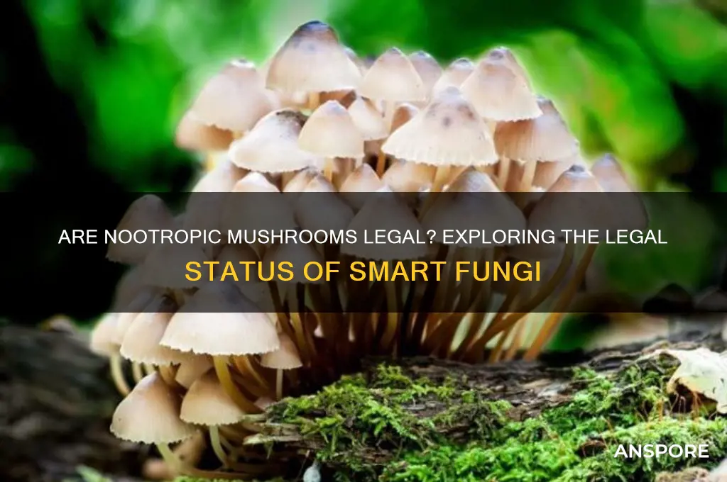 are nootropic mushrooms legal