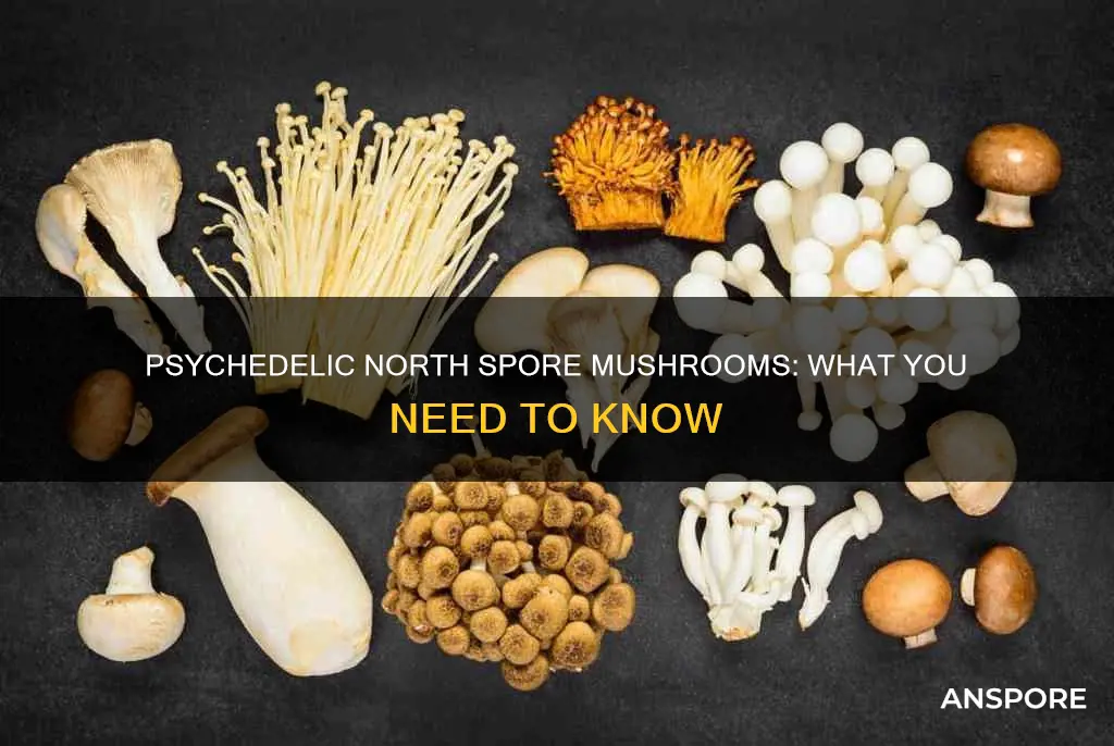 are north spore mushrooms psychedelic
