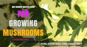 Norway Maples and Mushroom Cultivation: A Compatible Growing Partnership?