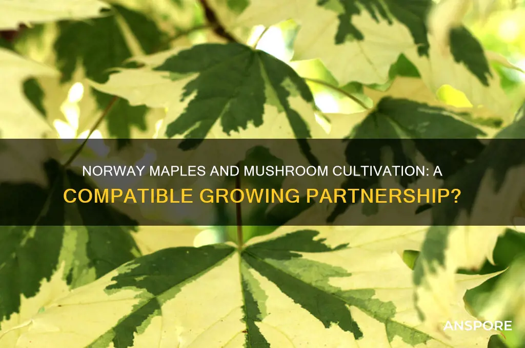 are norway maples good for growing mushrooms