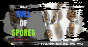 Are Oats Full of Spores? Uncovering the Truth About Oat Contamination