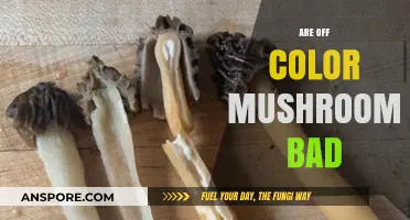 Off-Color Mushrooms: Are They Safe to Eat or Toxic?