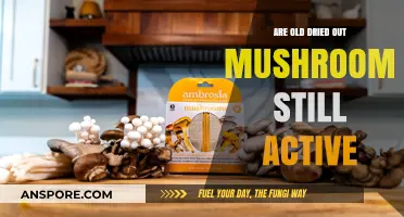 Dried Mushrooms: How Long Do They Stay Active?