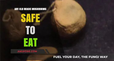 Old Magic Mushrooms: Are They Safe to Consume or Risky?