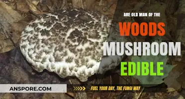 Are Old Man of the Woods Mushrooms Safe to Eat?