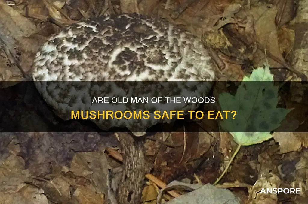 are old man of the woods mushrooms edible