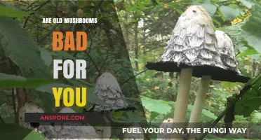 Are Old Mushrooms Safe? Risks and Tips for Consumption