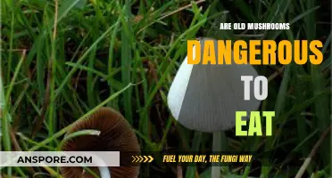 Are Old Mushrooms Safe? Risks of Eating Aged Fungi Explained