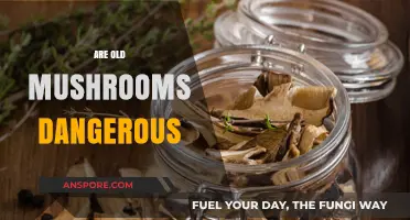 Mushroom Mystery: Are Old Mushrooms Safe to Eat?