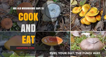 Are Aging Mushrooms Safe for Cooking and Consumption?