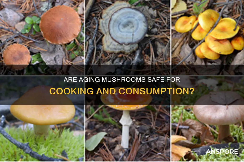 are old mushrooms safe to cook and eat
