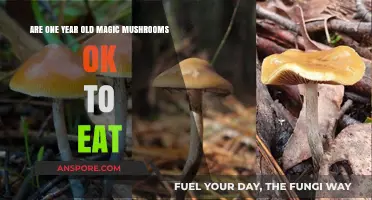 Aged Magic Mushrooms: Safe to Consume After One Year?