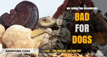 Onions and Mushrooms: Are They Safe for Your Dog?