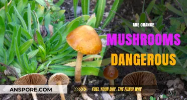 Orange Mushrooms: Are They Safe or Toxic?