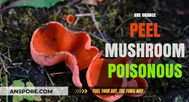 Are Orange Peel Mushrooms Poisonous? A Comprehensive Guide to Safety