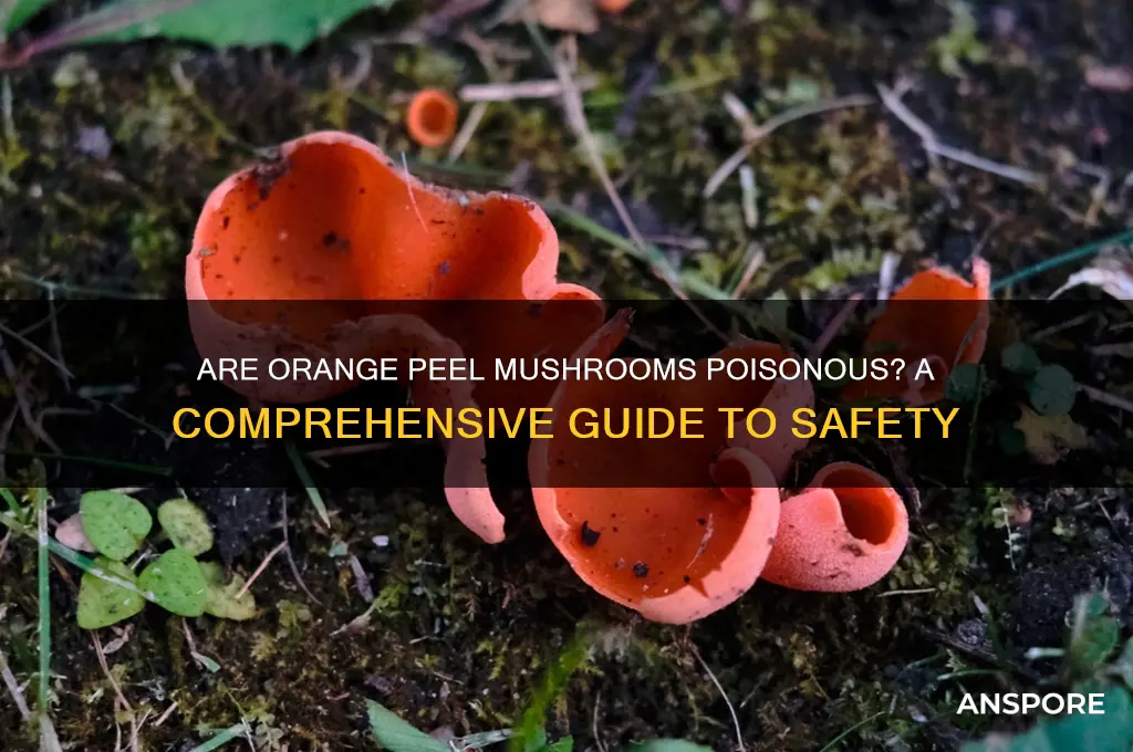 are orange peel mushrooms poisonous